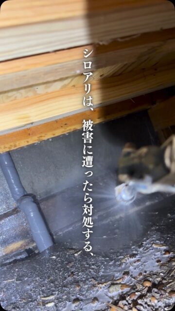 「まだシロアリも出てないのに、予防にお金をかける必要ある？」

そう思う方も多いかもしれません。

でも、シロアリ対策で本当に避けたいのは、
被害が出てから「駆除すること」だけではありません。

木材まで被害を受けてしまえば、
駆除に加えて修繕が必要になることもあります。

だからこそ、
何も起きていないうちに床下を確認して、
必要な予防をしておく。

被害が出てからお金をかけるより、
被害に遭わないために備えておく。

それが、住環境計画が
「駆除より予防」を大切にしている理由です。

特に新築から5年前後は、
一度床下の状態を確認するタイミング。

「うちは大丈夫かな？」と思ったら、
まずは床下を確認してみませんか？

初回の床下点検は無料です。

詳しくはプロフィールから。

＝＝＝＝＝＝＝＝＝＝＝＝＝＝＝＝＝
住環境計画
🏠シロアリ予防・駆除どちらも対応
初回床下点検無料！

📍群馬県沼田市中町1125
TEL：0278−25-9119
HP：www.jukankyo-keikaku.co.jp
＝＝＝＝＝＝＝＝＝＝＝＝＝＝＝＝＝